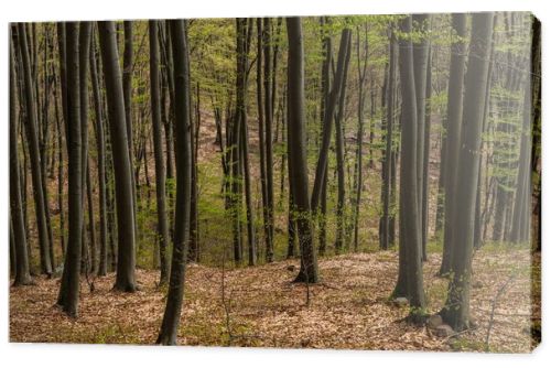 Trees on hill in mountain forest in spring
