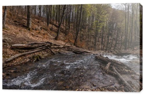 Mountain creek near trees in forest 
