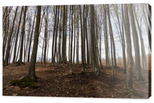 Trees on hill with sky at background in mountain forest 