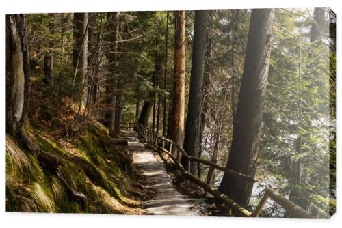 Pathway with fence near moss and trees on hill in forest 