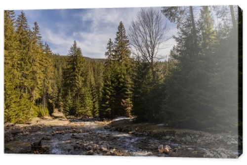 River with stones and evergreen forest at daylight 