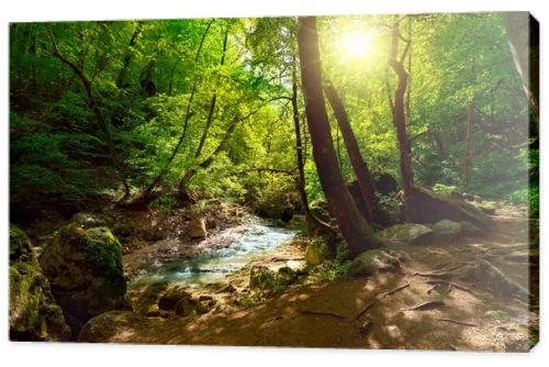 The mountain river in the forest