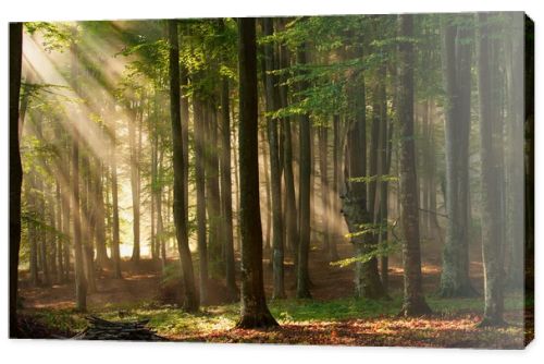 Autumn forest trees. nature green wood sunlight backgrounds.