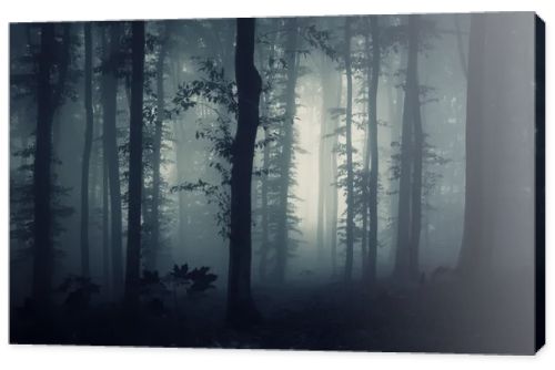 Dark forest with fog