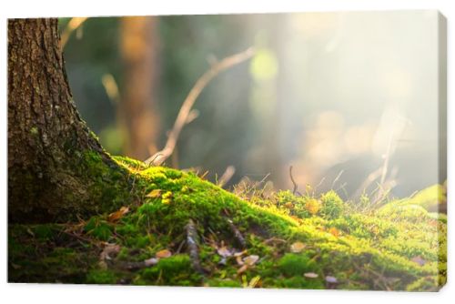 Forest floor in autumn with ray of light