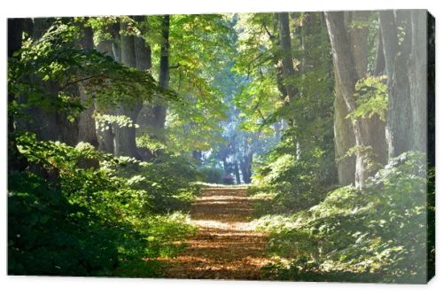 Rural gravel road (alley) through mighty green linden trees. Soft sunlight, sunbeams. Fairy forest landscape. Picturesque scenery. Pure nature. Art, hope, heaven, loneliness, wilderness concepts