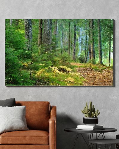 Dark pine forest scene