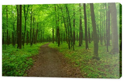 beautiful green forest