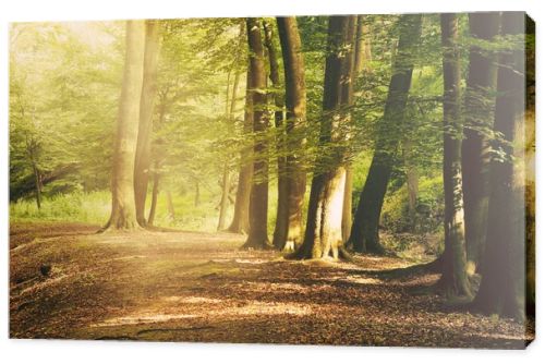 European deep forest