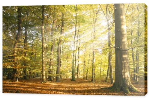 Autumn forest landscape with sun rays and colorful autumn leaves