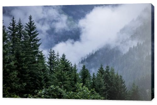 Deep clouds over the fir trees in the Austrian Alps - Vorarlberg region - travel photography