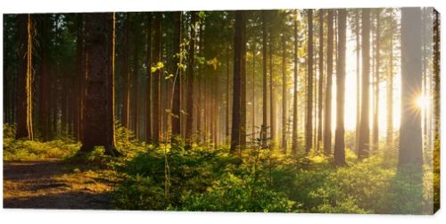 Silent Forest in spring