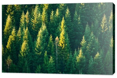 Beautiful evergreen forest with fir trees