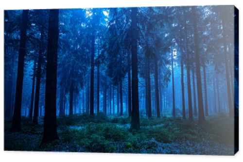 Night scene of autumn forest in Thuringia, Germany