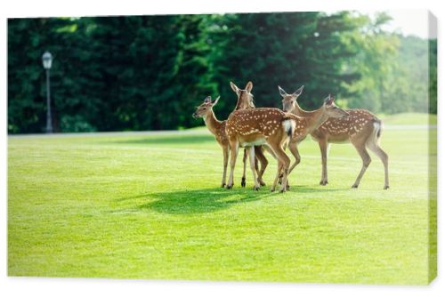 beautiful deer in park