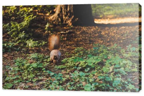 squirrel in forest