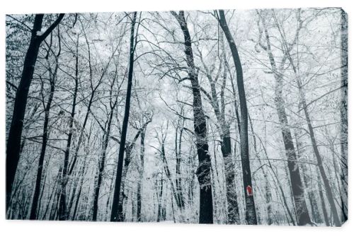 tranquil winter forest under white cloudy sky