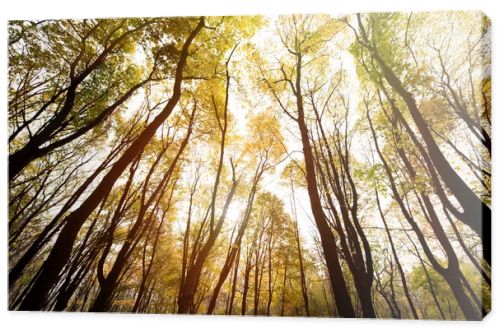 autumn forest on sunny day