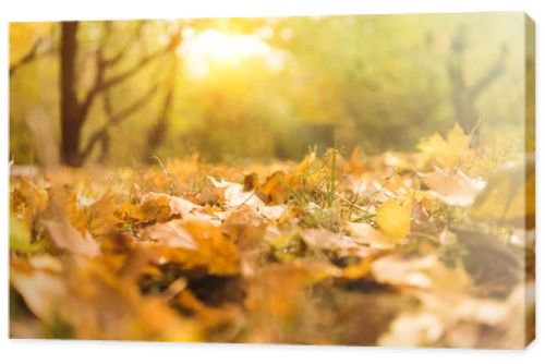 fallen maple leaves