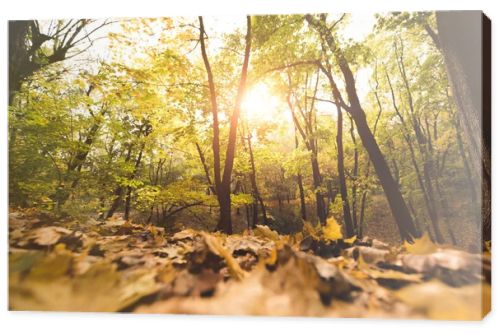 fallen leaves in autumn forest