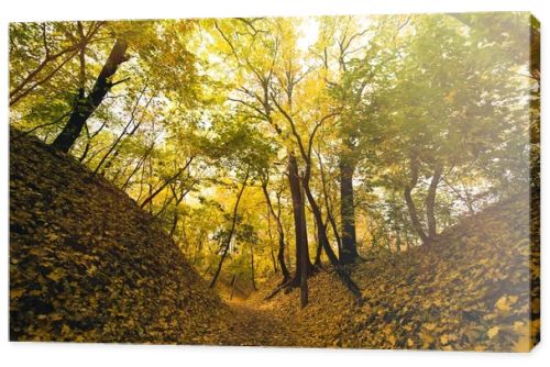 autumn park covered with fallen leaves