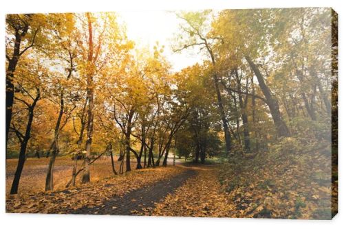 pathway in autumn park