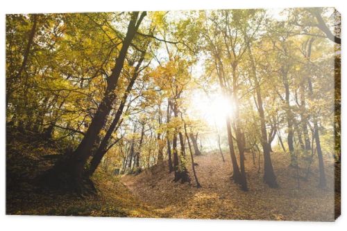 beautiful autumn forest