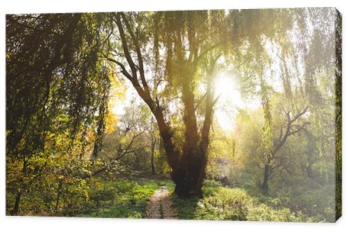 willow tree in park