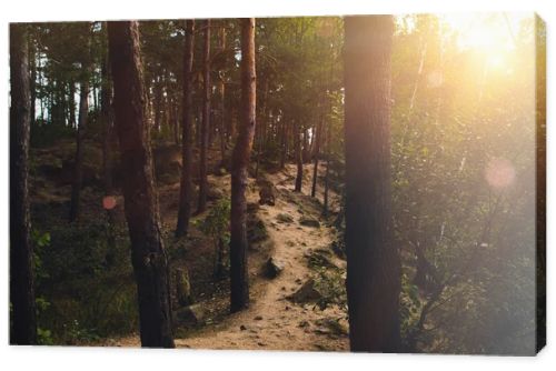 Footpath in forest at sunset