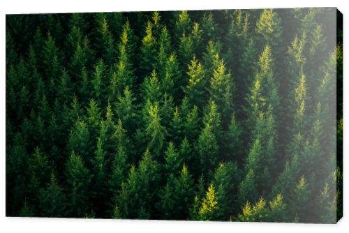 A beautiful view from the above to the forest in summer morning. Aero photography of the wild woods.