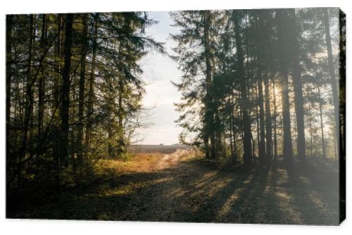 trees in forest on sunset