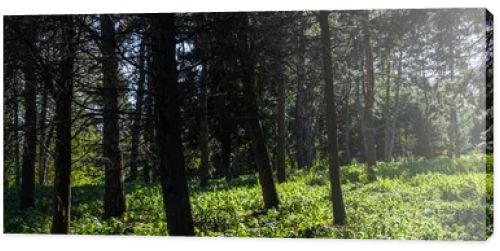 Trees and green grass with sunlight in forest, panoramic shot