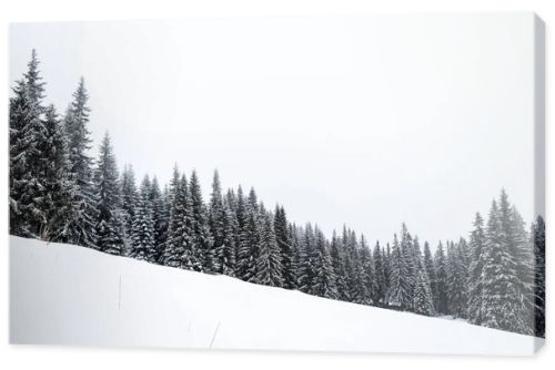 pine trees forest covered with snow on hill with white sky on background