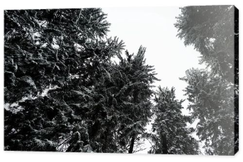 bottom view of pine trees covered with snow with white pure sky on background