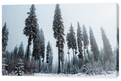 scenic view of pine forest with tall trees covered with snow