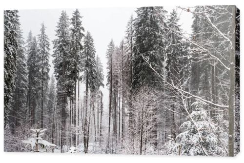 scenic view of pine forest with tall trees covered with snow