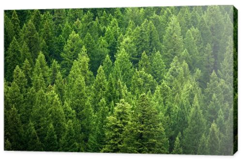 Forest of pine trees in wilderness mountains rugged