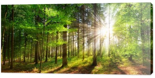 Beautiful rays of sunlight in a green forest