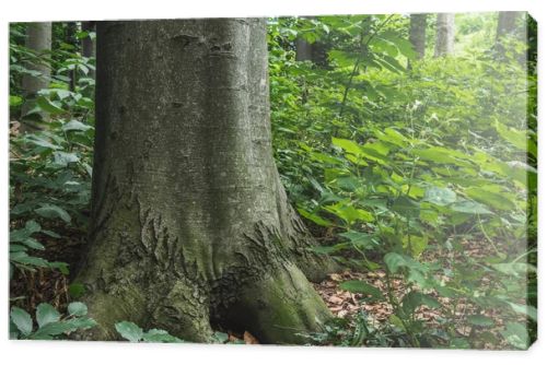 close-up shot of massive tree trunk growing in forest