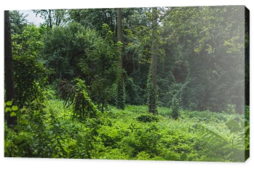 tranquil shot of forest with ground covered with green vine