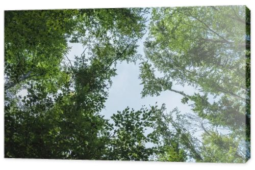 bottom view of blue sky through tree branches