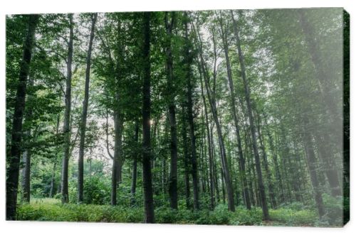 dramatic shot of green forest on cloudy day