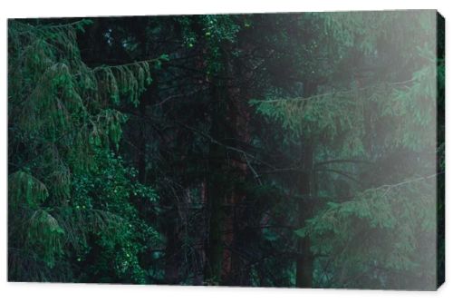 full frame shot of dramatic pine forest