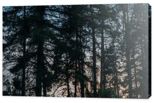 silhouettes of pine trees with sunset sky on background