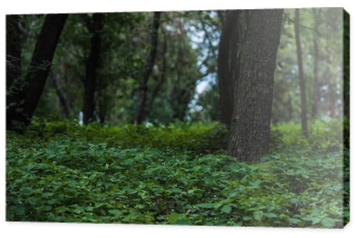 dramatic shot of beautiful forest with ground covered with leaves