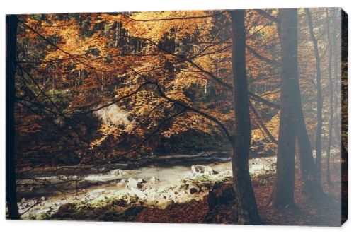 mountain river in autumnal forest, Carpathians, Ukraine