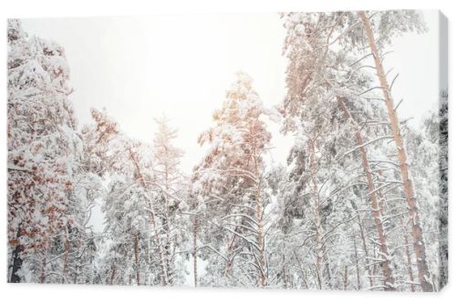 low angle view of snowy winter forest and sunlight