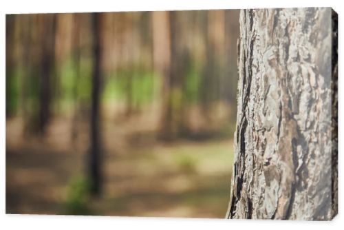 Close up view of textured tree in forest with copy space