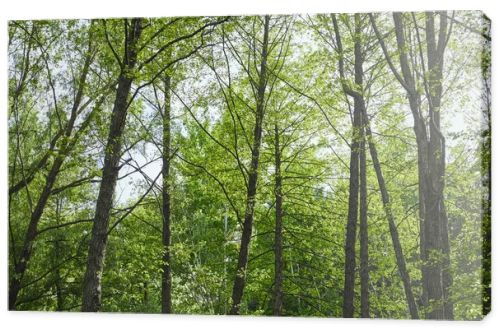 Low angle view of green trees in forest on blue sky background