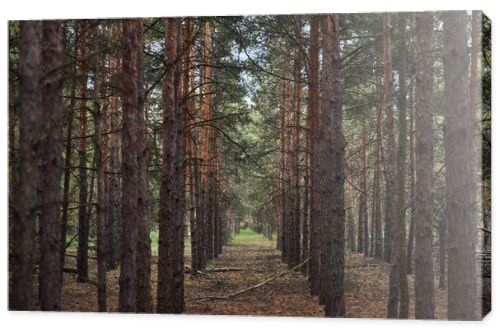 forest with tall pine textured trees in rows